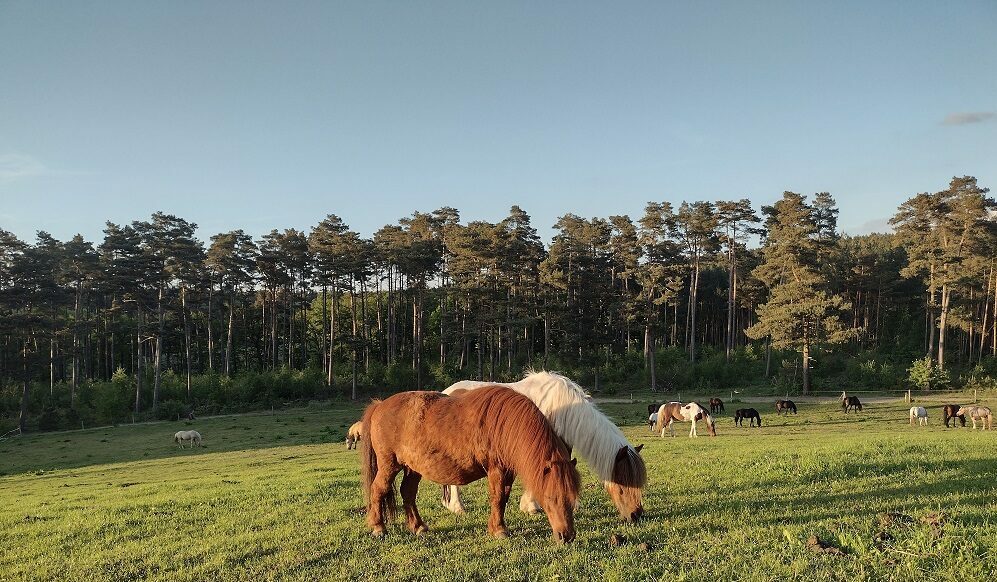Ponyfreude
